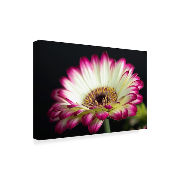 Gordon Semmens 'Small Flower Pink White' Canvas Art,12x19